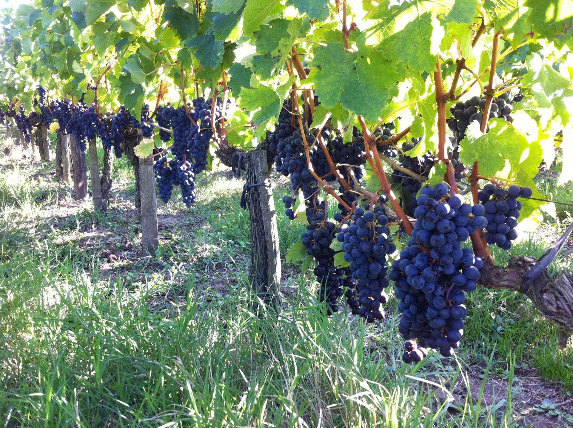 Château Moutte Blanc